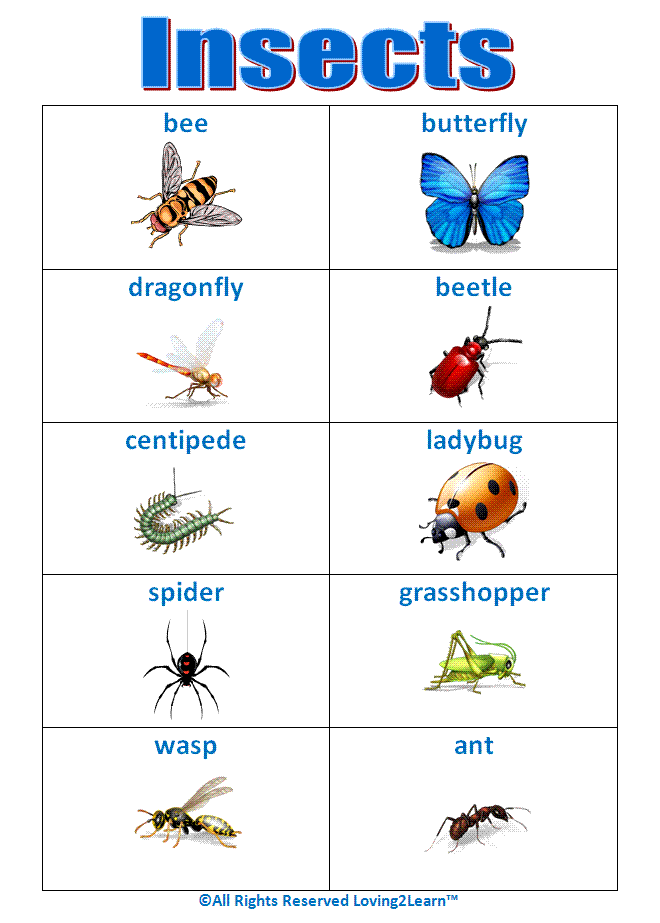 Learning New Words Insect Words And Learning Videos